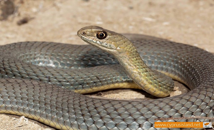Montpellier Snake Napoleon Monspessulanus Cyprus Island